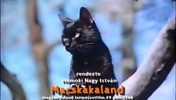Macskakaland (1968)