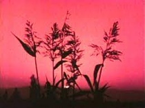 Harvest (1967)