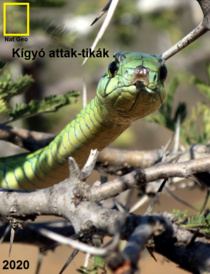 Kígyó attak-tikák (2020)
