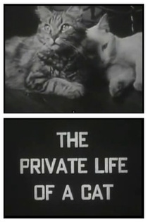 Egy macska intim élete (1944)