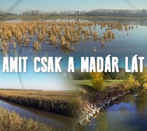 Amit csak a madár lát (2016–2016)