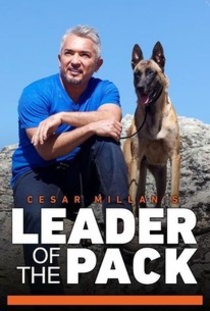 Cesar Millan, a falkavezér (2012–2013)