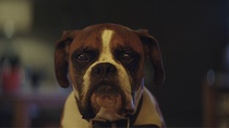 John Lewis & Partners: Buster the Boxer (2016)