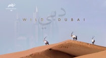 Dubai csodálatos állatvilága (2018)