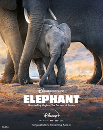 Elefánt (2020)