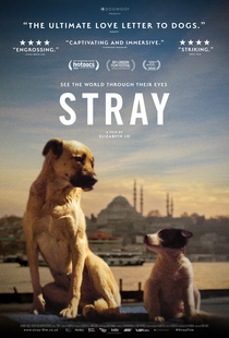 Stray (2020)