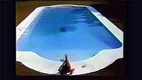 Chanel No. 5: The Swimming Pool (1979)