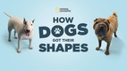 How Dogs Got Their Shapes (2014)