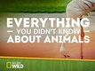 Everything You Didn't Know About Animals (2015–2015)