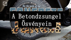 A Betondzsungel Ösvényein (2014–2019)