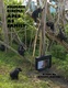 Primate Cinema: Apes as Family (2012)