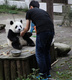 A pandák nagy napja (2013)